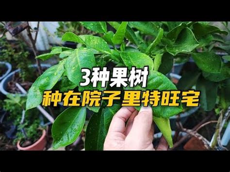 北部適合種什麼水果|北部 適地適種水果請教